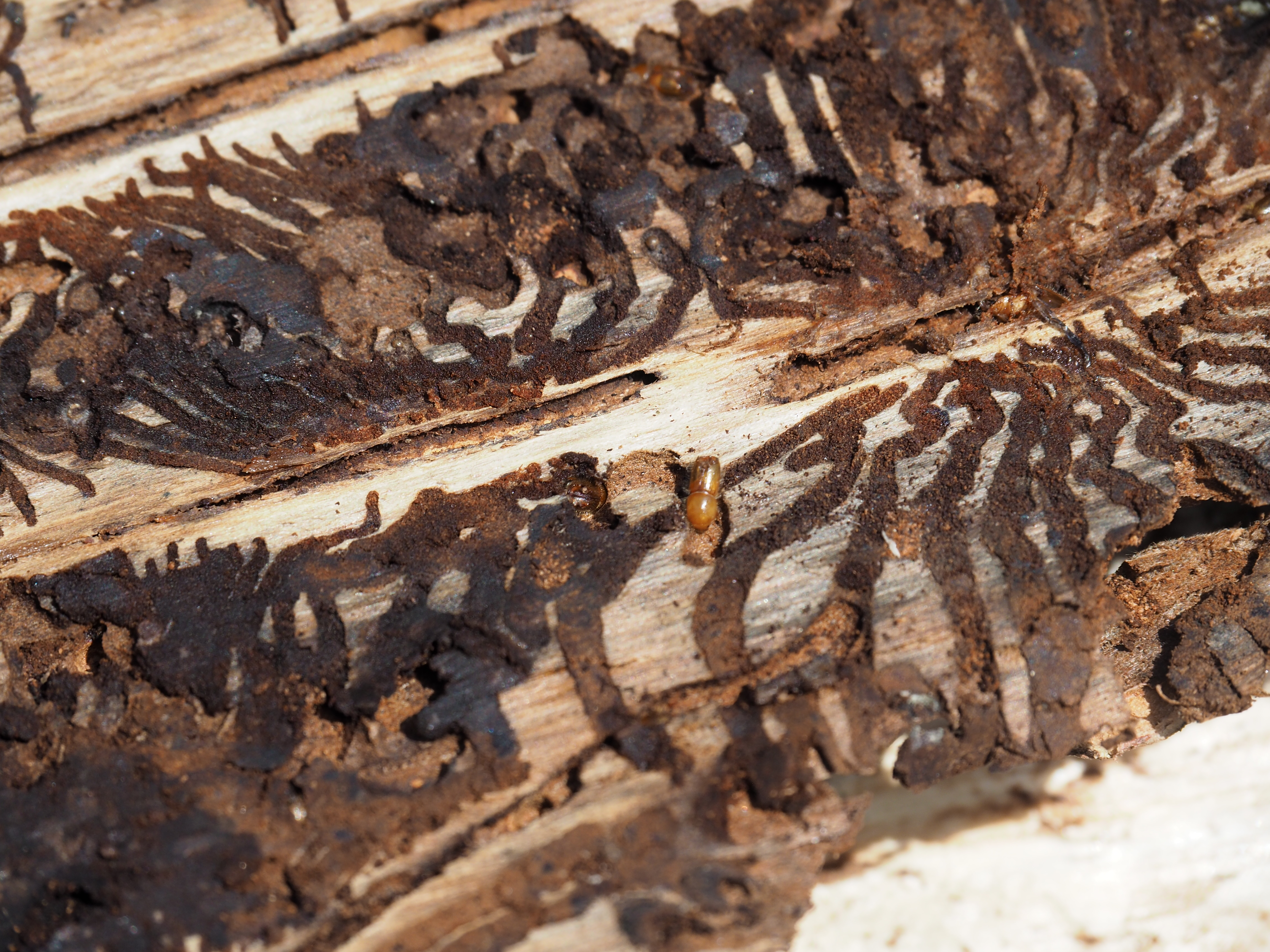 Ein kleiner Käfer richtet großen Schaden an - Borkenkäfer mit Fraßgängen unter der Rinde